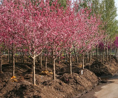Photos of Tree Top Nursery & Landscape Inc.