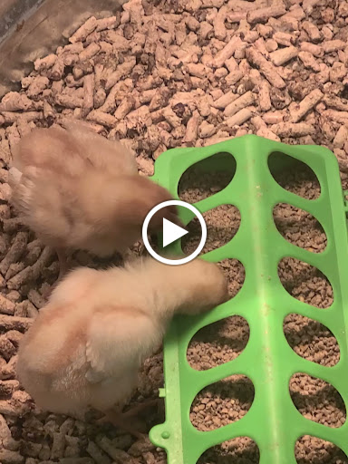 Ranch «C-A-L Ranch Stores», reviews and photos, 2075 N Pebble Creek Pkwy, Goodyear, AZ 85395, USA