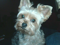 Home Sweet Home Pet Sitting ~ Lynchburg, Virginia - Photo 5 - Car repair in , Lynchburg