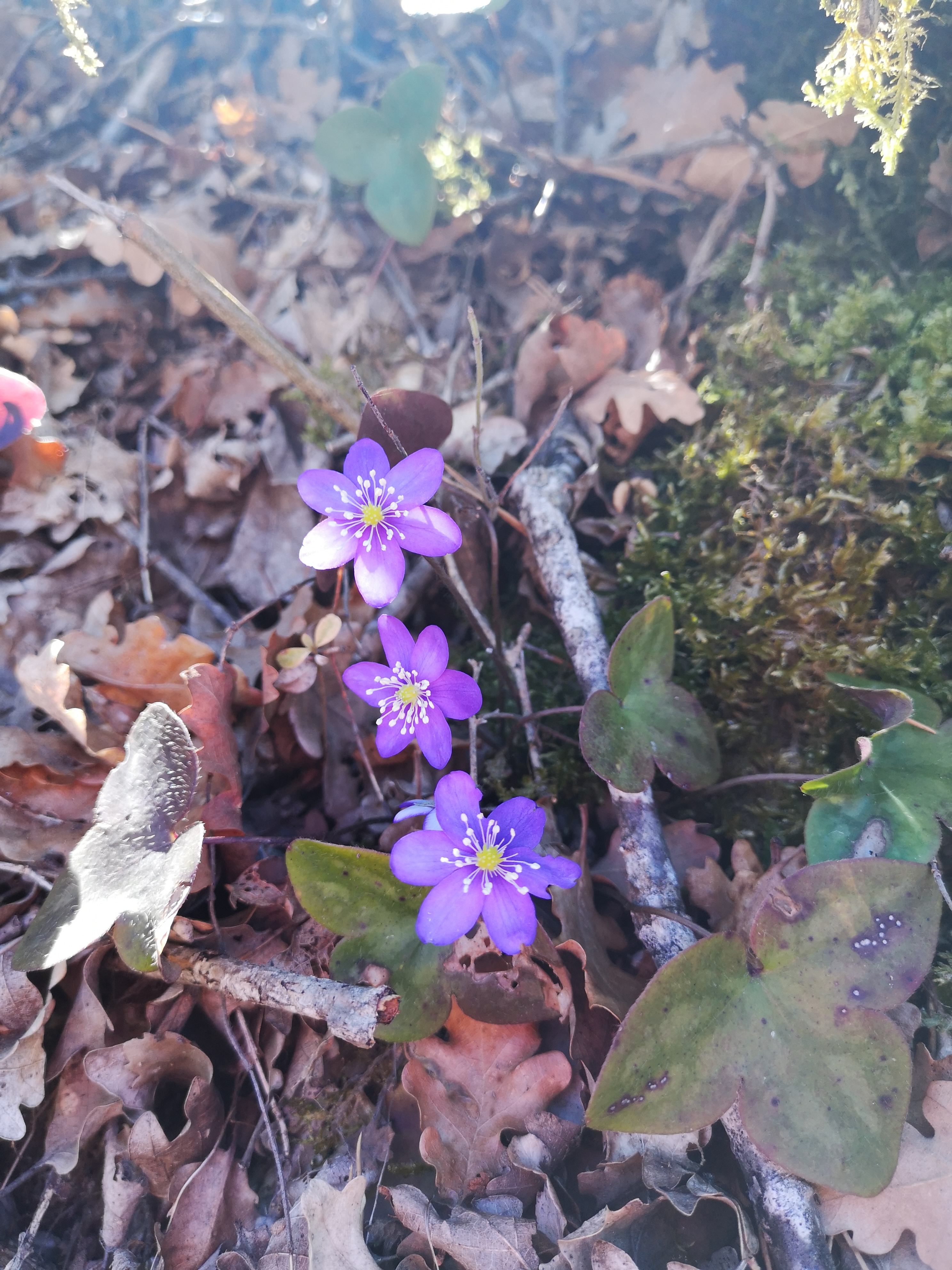 Photo n° 6 de l'avis de CAPLIN.i fait le 26/03/2019 à 22:01