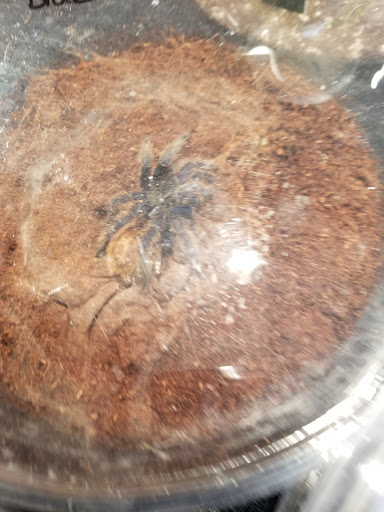 Reptile Store «Cleveland Reptile Show», reviews and photos, 17250 Hummel Rd, Brook Park, OH 44142, USA