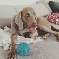 Pawprint Pet Service - Photo 4 - Car repair in , Round Rock