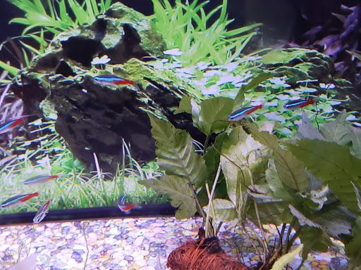 Pet Supply Store «Petco Animal Supplies», reviews and photos, 10464 Baltimore Ave, Beltsville, MD 20705, USA