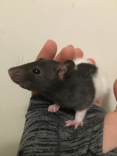 Pet Supply Store «Chico Pet Works & Pet Salon», reviews and photos, 2201 Pillsbury Rd # 186, Chico, CA 95926, USA