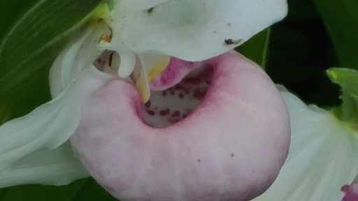 Nature Preserve «Eshqua Bog Natural Area», reviews and photos, Garvin Hill Rd, Woodstock, VT 05091, USA