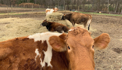 Holly Creek Dairy