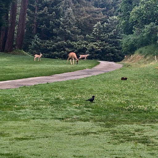 Golf Course «Boulder Creek Golf and Country Club», reviews and photos, Hilton Dr, Boulder Creek, CA 95006, USA