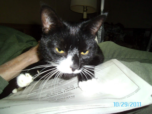 Pet Supply Store «Pet Supplies Plus», reviews and photos, 555 Scott St, Wilkes-Barre, PA 18702, USA