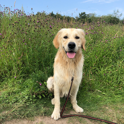 Reviews of The Dogs of Bowland in Preston - Dog trainer