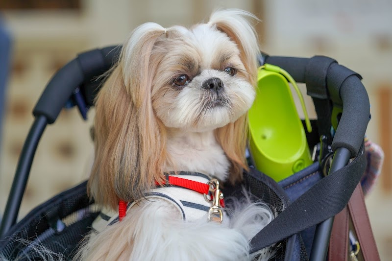 Pet Clinic アニホス 東京都板橋区南常盤台 動物病院 グルコミ