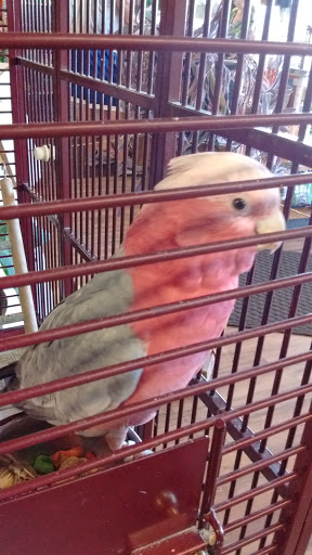 Pet Groomer «Animal Kingdom Grooming», reviews and photos, 339 S Santa Fe Ave, Pueblo, CO 81003, USA