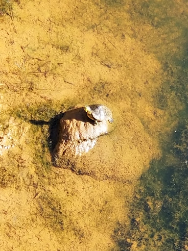 Pet Supply Store «Petco Animal Supplies», reviews and photos, 1243 N Peachtree Pkwy, Peachtree City, GA 30269, USA