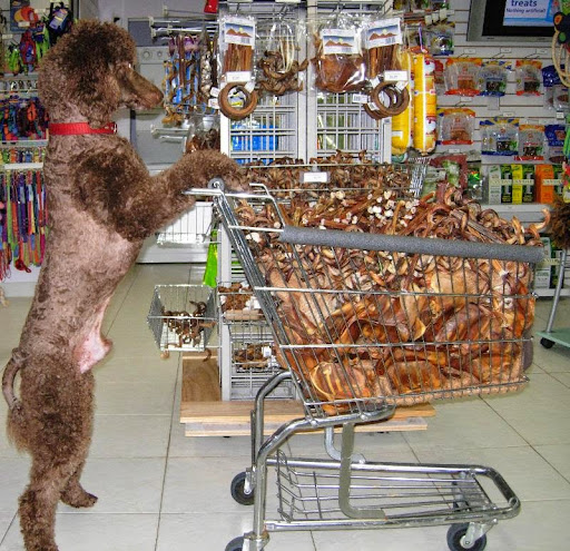 Pet Groomer «Purple Poodle Pet Center», reviews and photos, 3000 N University Dr, Coral Springs, FL 33065, USA