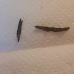 Photo n°1 de l'avis de Patrick.e fait le 20/07/2021 à 18:38 sur le  By Ali Kebap & Burger à Cottbus