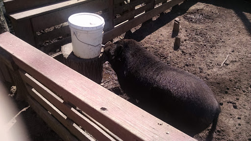 Zoo «3 Palms Zoo & Education Center», reviews and photos, 924 Blackbird Forest Rd, Clayton, DE 19938, USA