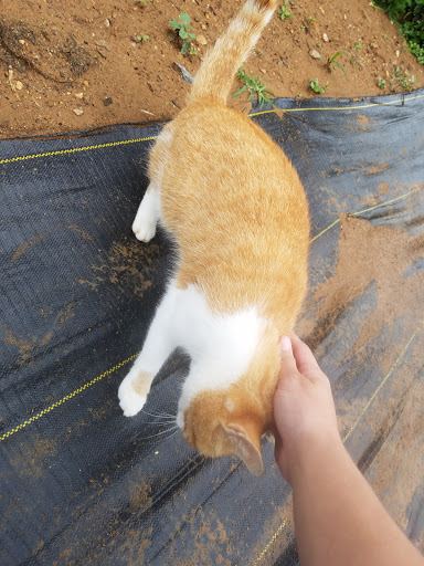 Florist «Pinewood and Posies», reviews and photos, 4547 White Oak Rd, Paradise, PA 17562, USA