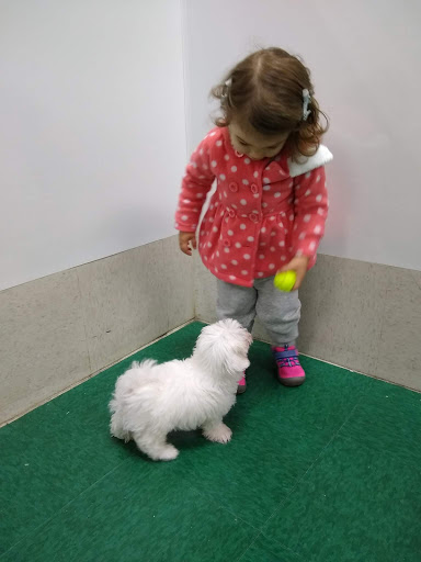 Pet Store «Petland Fairfax», reviews and photos, 9404 Main Street, Fairfax, VA 22031, USA