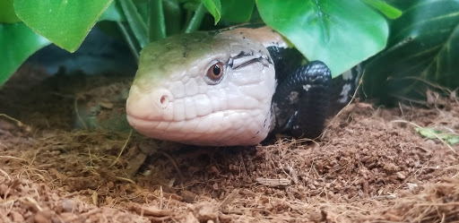 Pet Supply Store «Petco Animal Supplies», reviews and photos, 859 Kings Creek Dr, Tupelo, MS 38804, USA