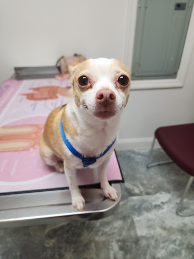 Brooke Hills Animal Hospital PLLC