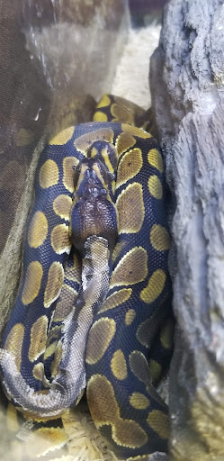 Pet Supply Store «Petco Animal Supplies», reviews and photos, 1694 Boston Rd, Springfield, MA 01129, USA