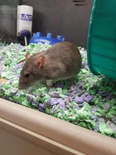 Pet Supply Store «PetSmart», reviews and photos, 742 S Meadow St, Ithaca, NY 14850, USA