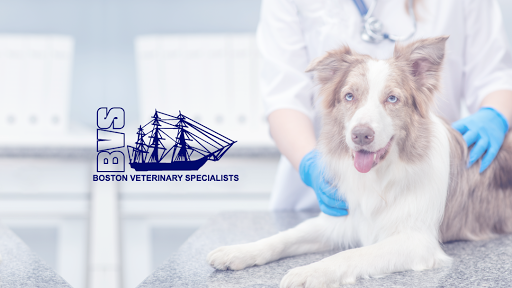 Boston Veterinary Specialists