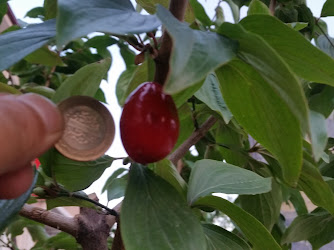 Türkiye İşçi Emeklileri Derneği