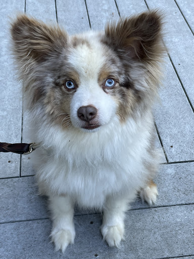 Pet Supply Store «Petco Animal Supplies», reviews and photos, 8775 SW Tualatin-Sherwood Rd, Tualatin, OR 97062, USA