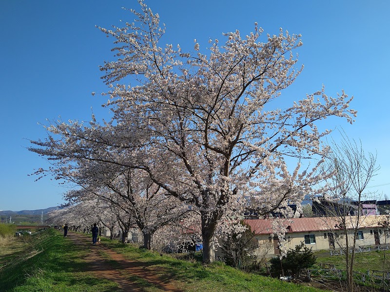 余市川桜づつみ