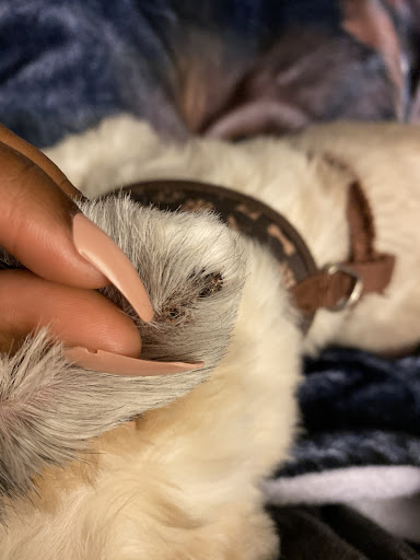 Pet Supply Store «Petco Animal Supplies», reviews and photos, 1275 W Patrick St, Frederick, MD 21702, USA