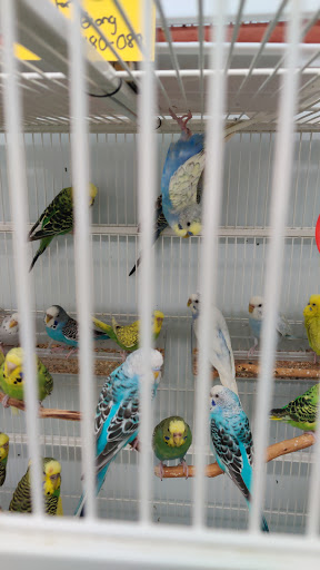 Bird Shop «Paterson Bird Store», reviews and photos, 13 Furler St # 1, Totowa, NJ 07512, USA