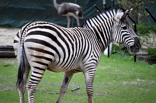 Zoo «Potawatomi Zoo», reviews and photos, 500 S Greenlawn Ave, South Bend, IN 46615, USA