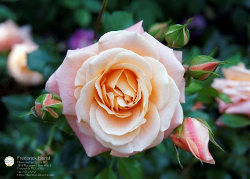 Florist «Frederick Florist», reviews and photos, 1816 Rosemont Ave, Frederick, MD 21702, USA