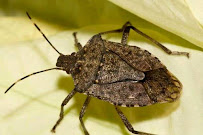 Bug Less Pest LLC - Photo 4 - Car repair in , South Lyon