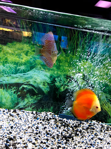 Aquarium Shop «Oranda aquarium», reviews and photos, 302 N La Brea Ave, Los Angeles, CA 90036, USA