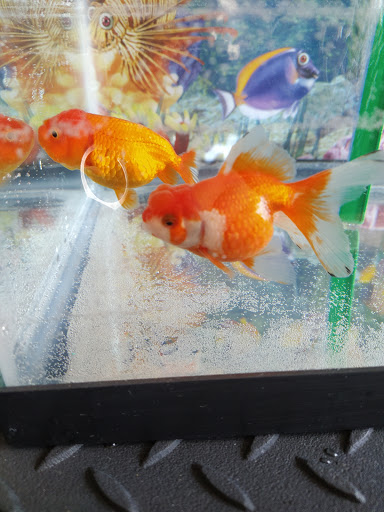 Tropical Fish Store «KHC Aquarium», reviews and photos, 150-1 Northern Blvd, Flushing, NY 11354, USA