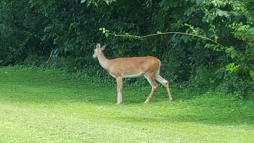 Country Club «Greenhills Country Club», reviews and photos, Old Rte 56, Ravenswood, WV 26164, USA