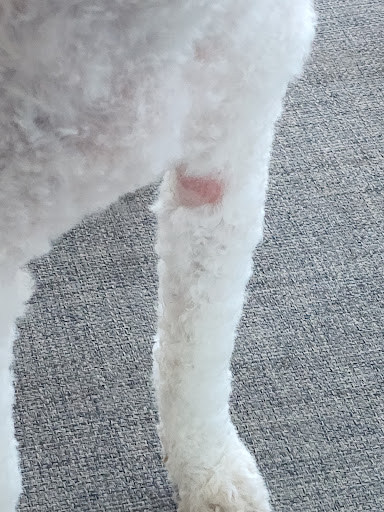 Pet Supply Store «Petco Animal Supplies», reviews and photos, 855 E Bidwell St, Folsom, CA 95630, USA