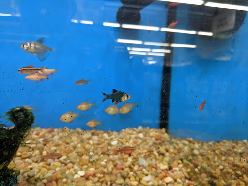 Pet Supply Store «Pet Supplies Plus», reviews and photos, 1240 Seminole Trail, Charlottesville, VA 22901, USA