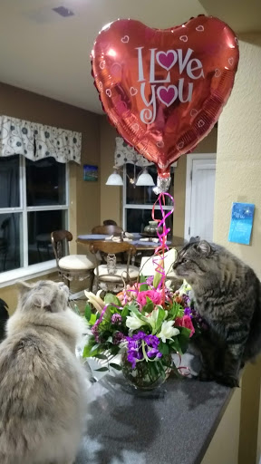 Florist «Cityview Florist and Gifts», reviews and photos, 6112 Bryant Irvin Rd, Fort Worth, TX 76132, USA