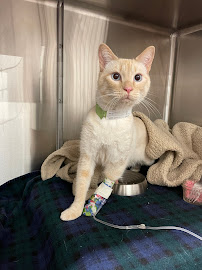 Veterinary Emergency Group - Photo 3 - Car repair in Boulder, CO, Boulder