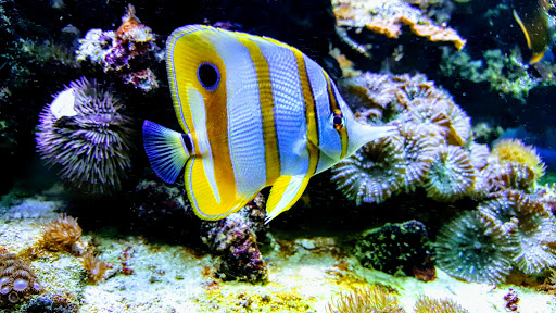 Tropical Fish Store «Ocean Design Aquarium», reviews and photos, 7542 W Addison St, Chicago, IL 60634, USA