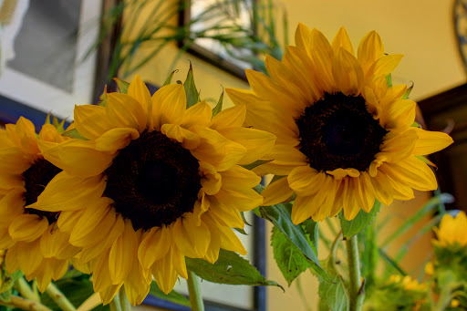 Florist «Red Mountain Florist, Inc.», reviews and photos, 6727 E McDowell Rd #105, Mesa, AZ 85215, USA