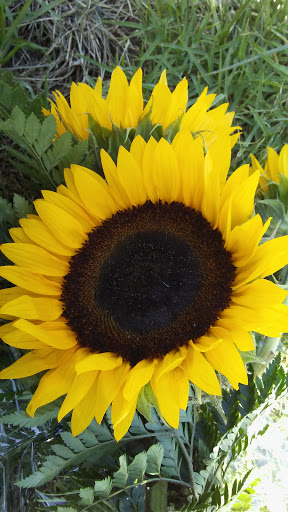 Cemetery «San Fernando Mission Catholic Cemetery», reviews and photos, 11160 Stranwood Ave, Mission Hills, CA 91345, USA