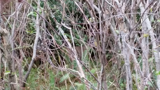 Lumber Store «Gold Beach Lumber Yard», reviews and photos, 28680 Hunter Creek Loop, Gold Beach, OR 97444, USA
