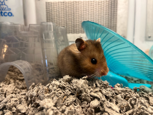 Pet Supply Store «Petco Animal Supplies», reviews and photos, 3860 Elmore Avenue, Davenport, IA 52807, USA