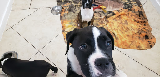 Pet Supply Store «Lil Rascals», reviews and photos, 10035 Gulf Center Dr #105, Fort Myers, FL 33913, USA