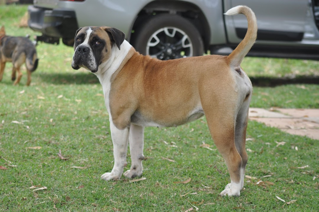 The South African Mastiff
