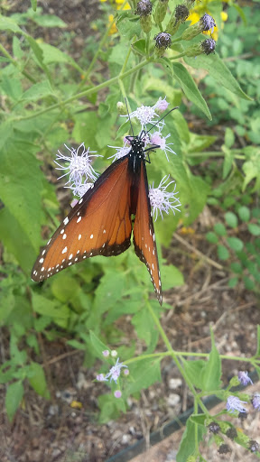 Nature Preserve «Mitchell Lake Audubon Center», reviews and photos, 10750 Pleasanton Rd, San Antonio, TX 78221, USA