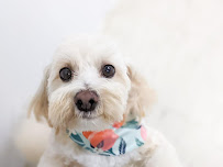 Paws Retreat & Paws Retreat Mobile - Photo 3 - Car repair in Mandeville, LA, Mandeville